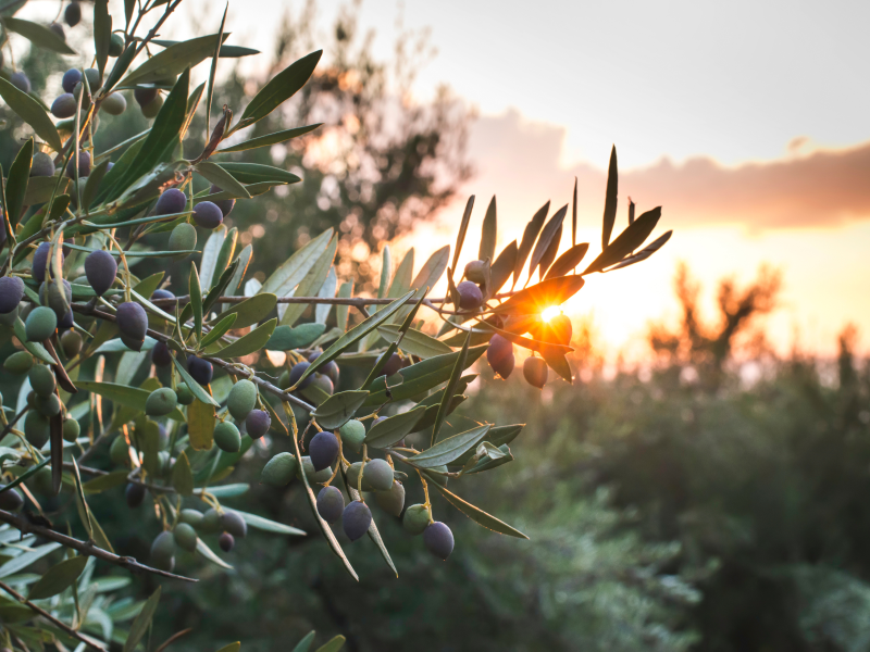 produzione olio (2)